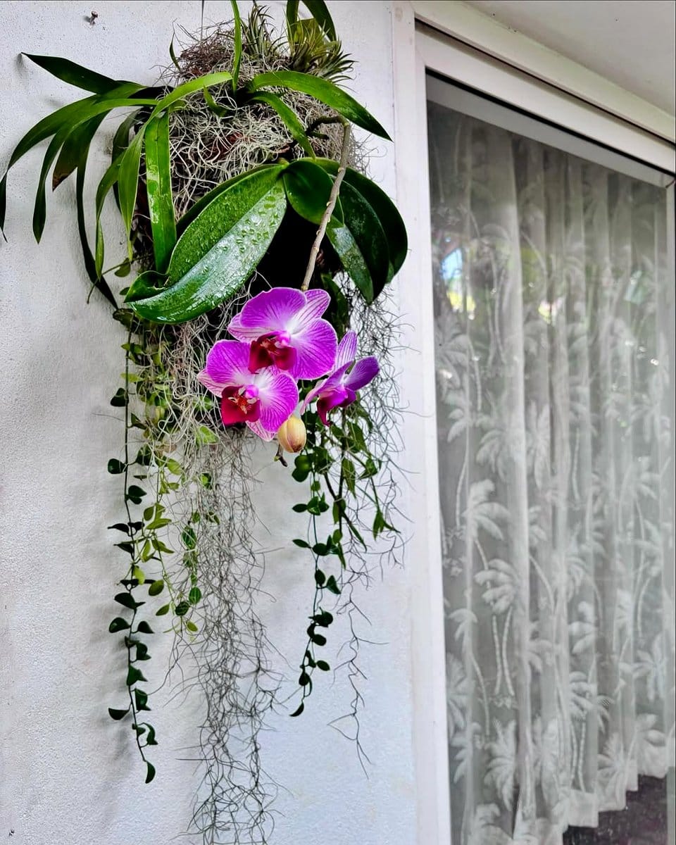 hanging mobile with epiphytes