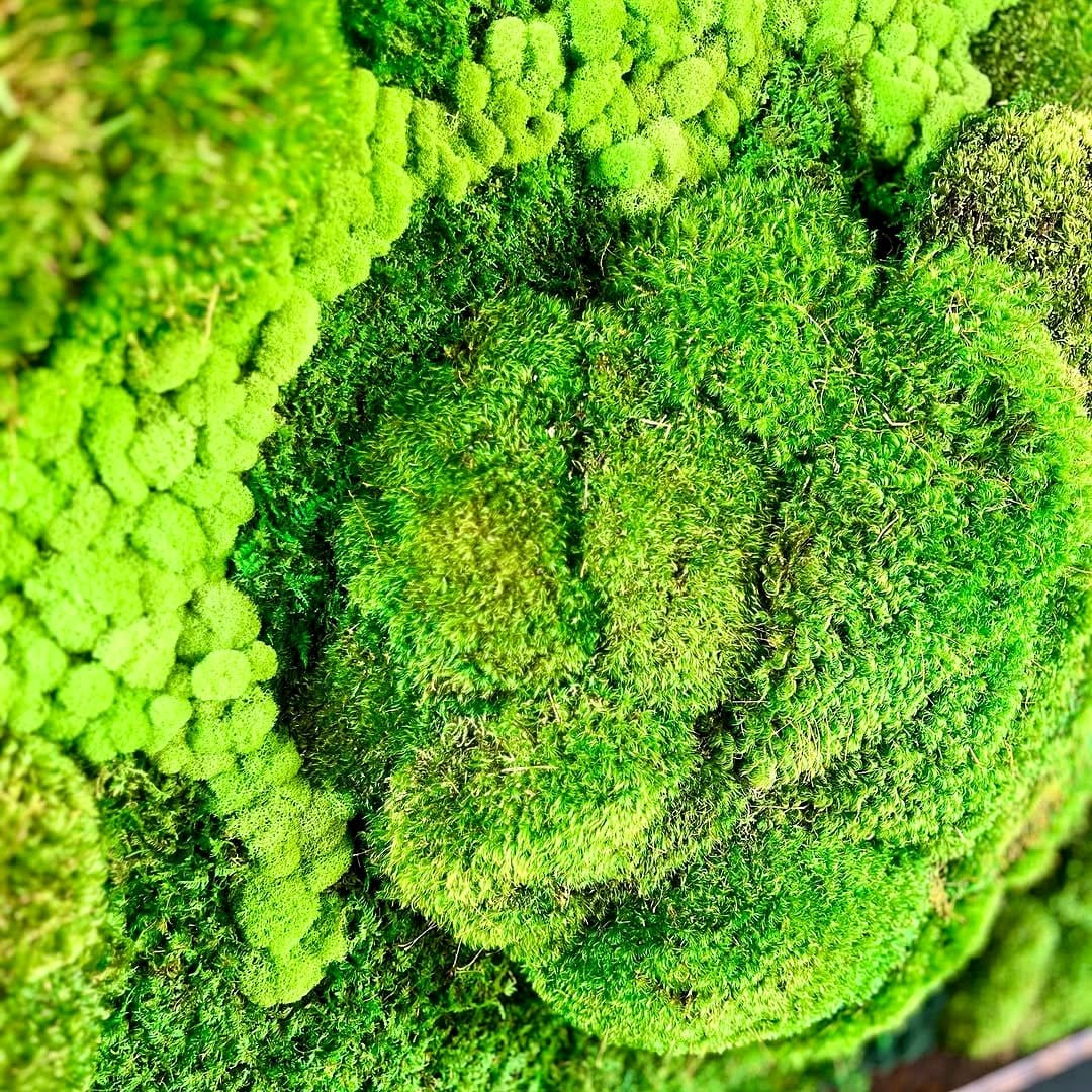 lush green moss wall in living room