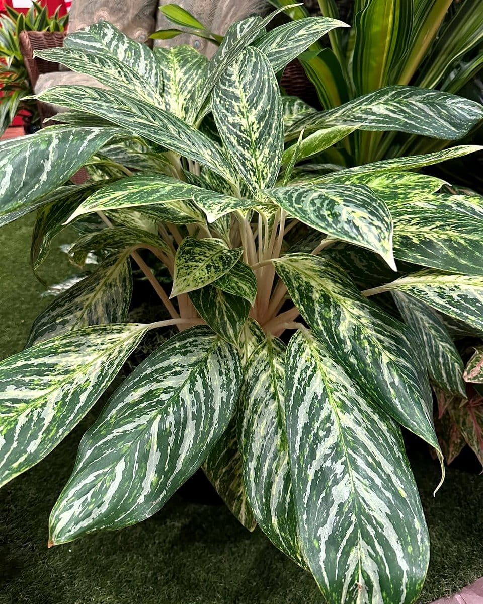 chinese evergreen with variegated leaves
