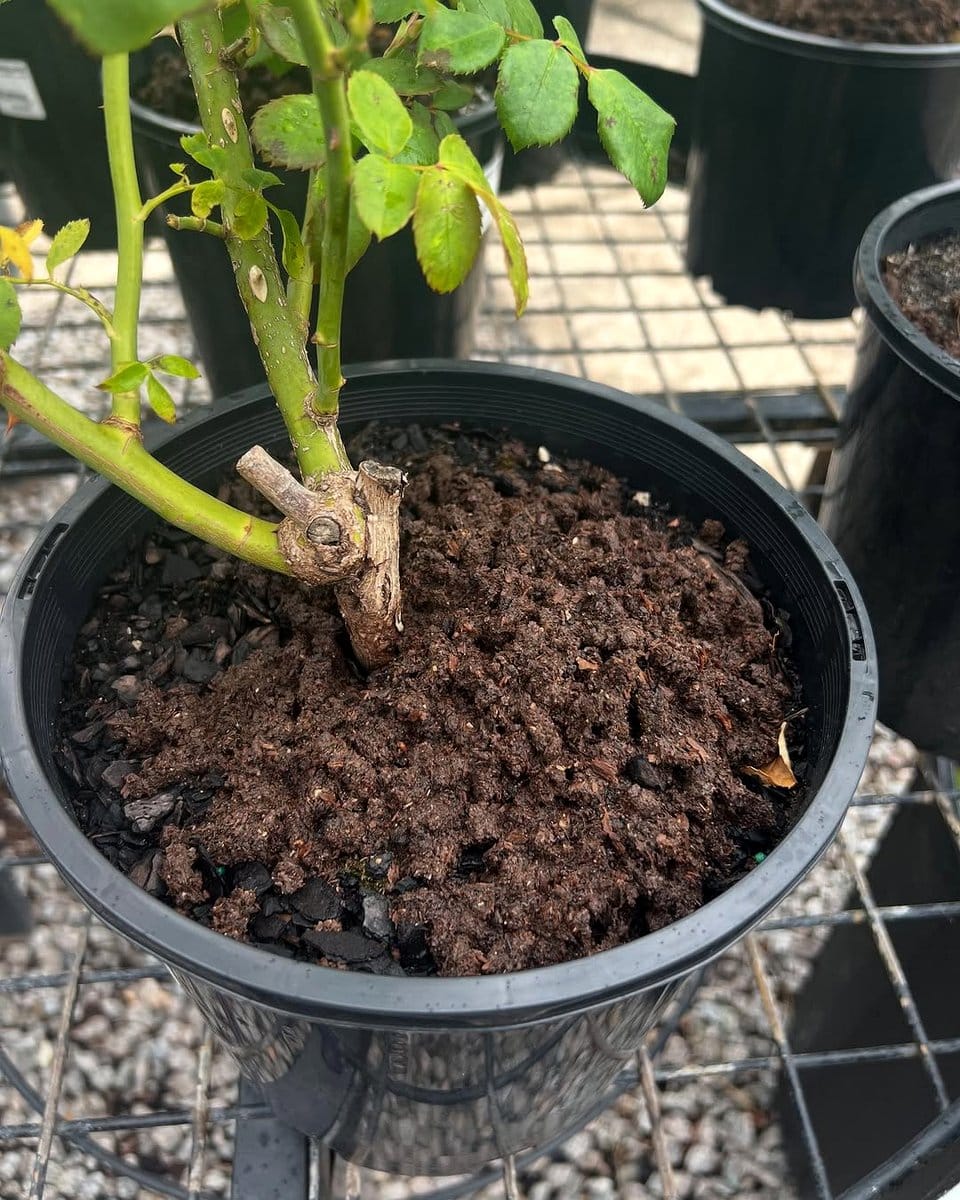 white crusty soil in pot