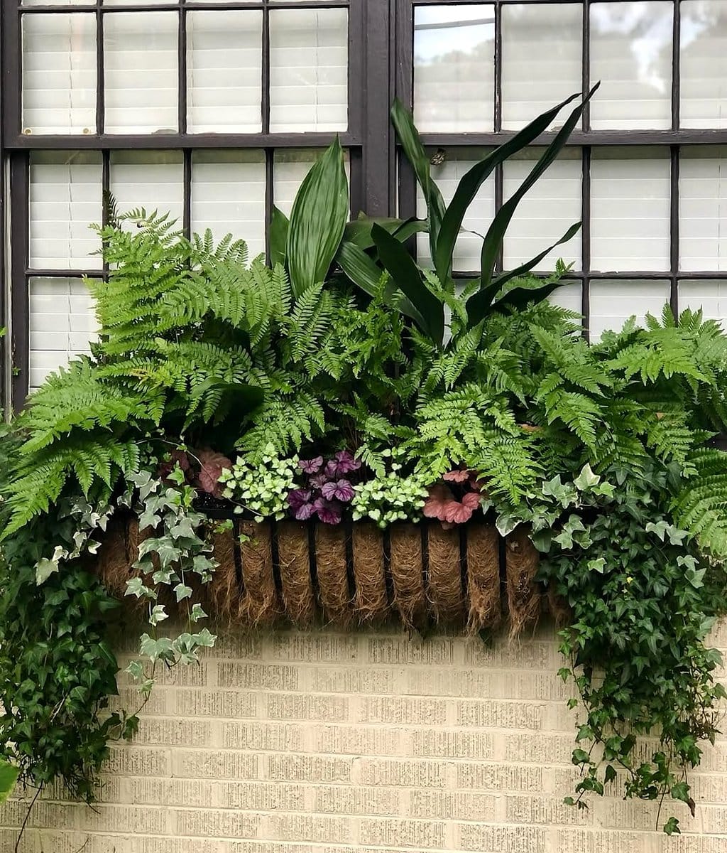 hanging ferns and ivy