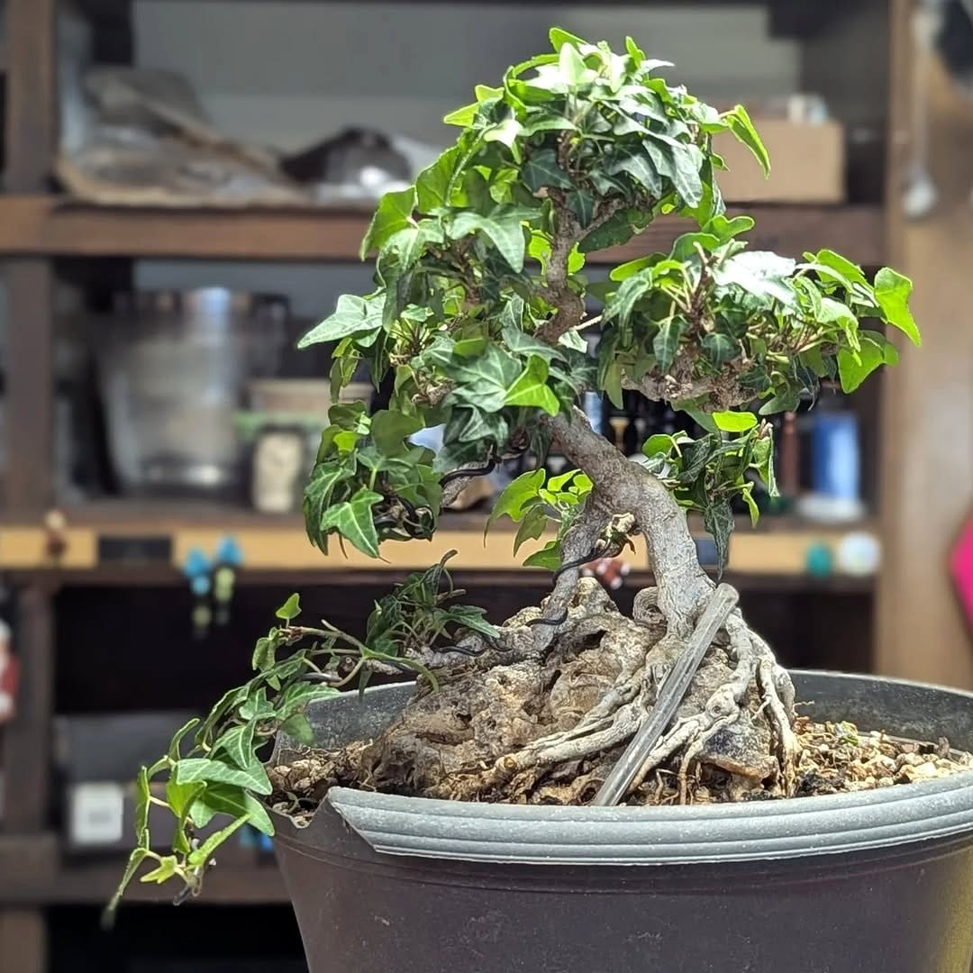 Bonsai shelf with lava rocks