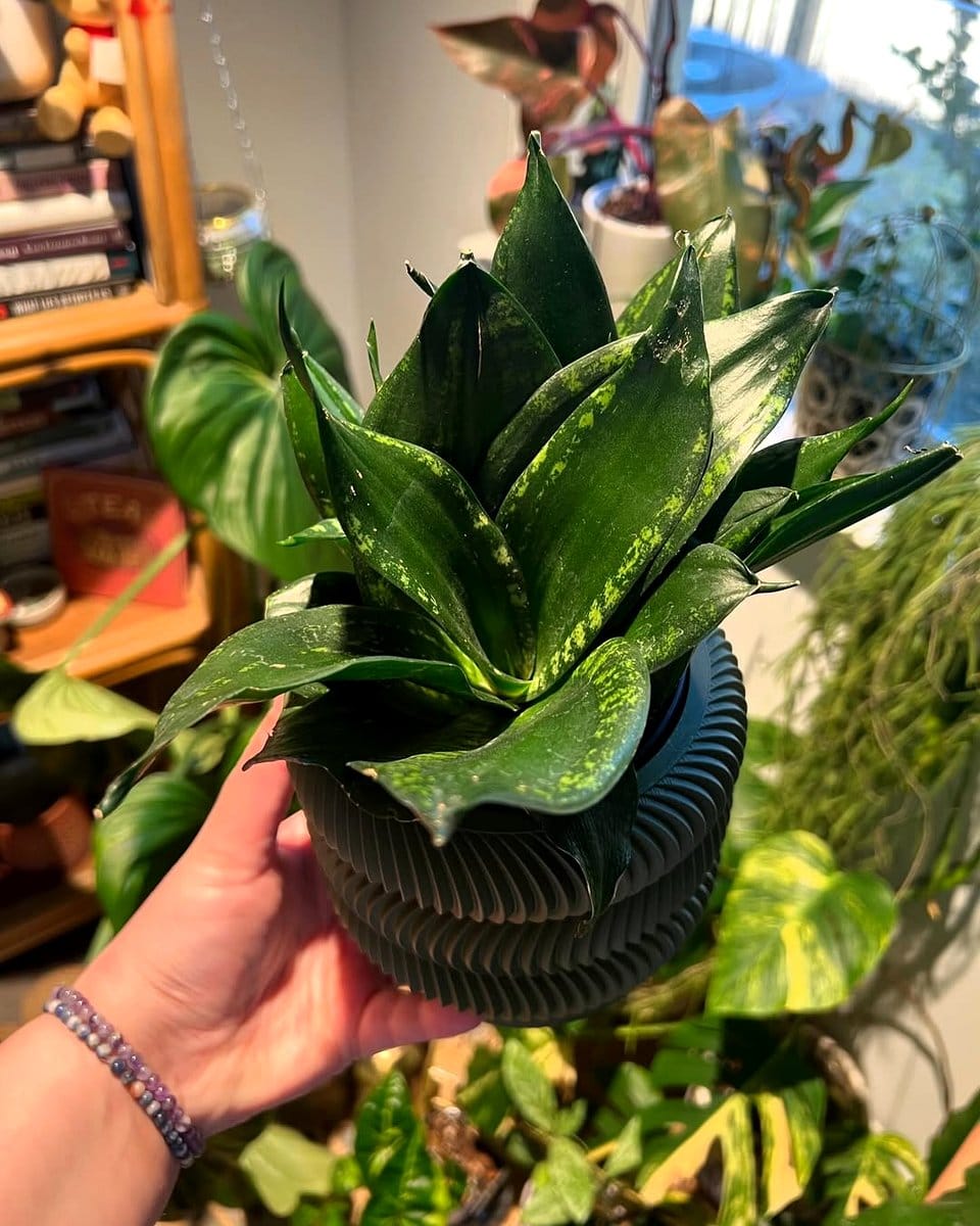 snake plant on cabinet