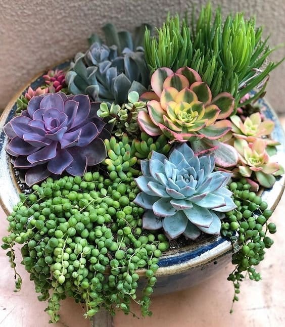 Rosette echeveria in terra cotta dish