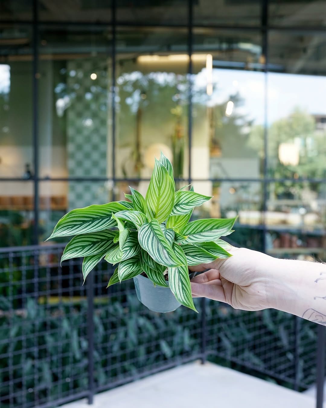 Colorful polka dot plant in a glass terrarium