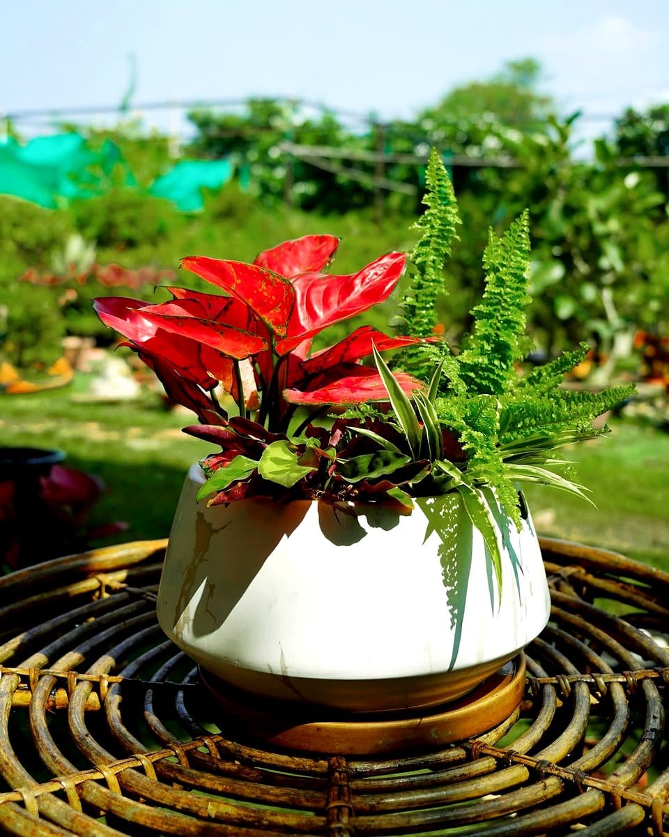 Lush fern paired with vibrant geode