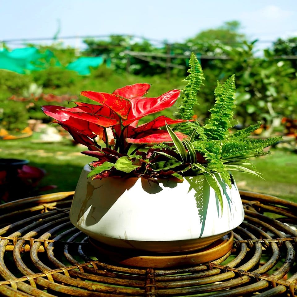 Delicate floral pattern fern display
