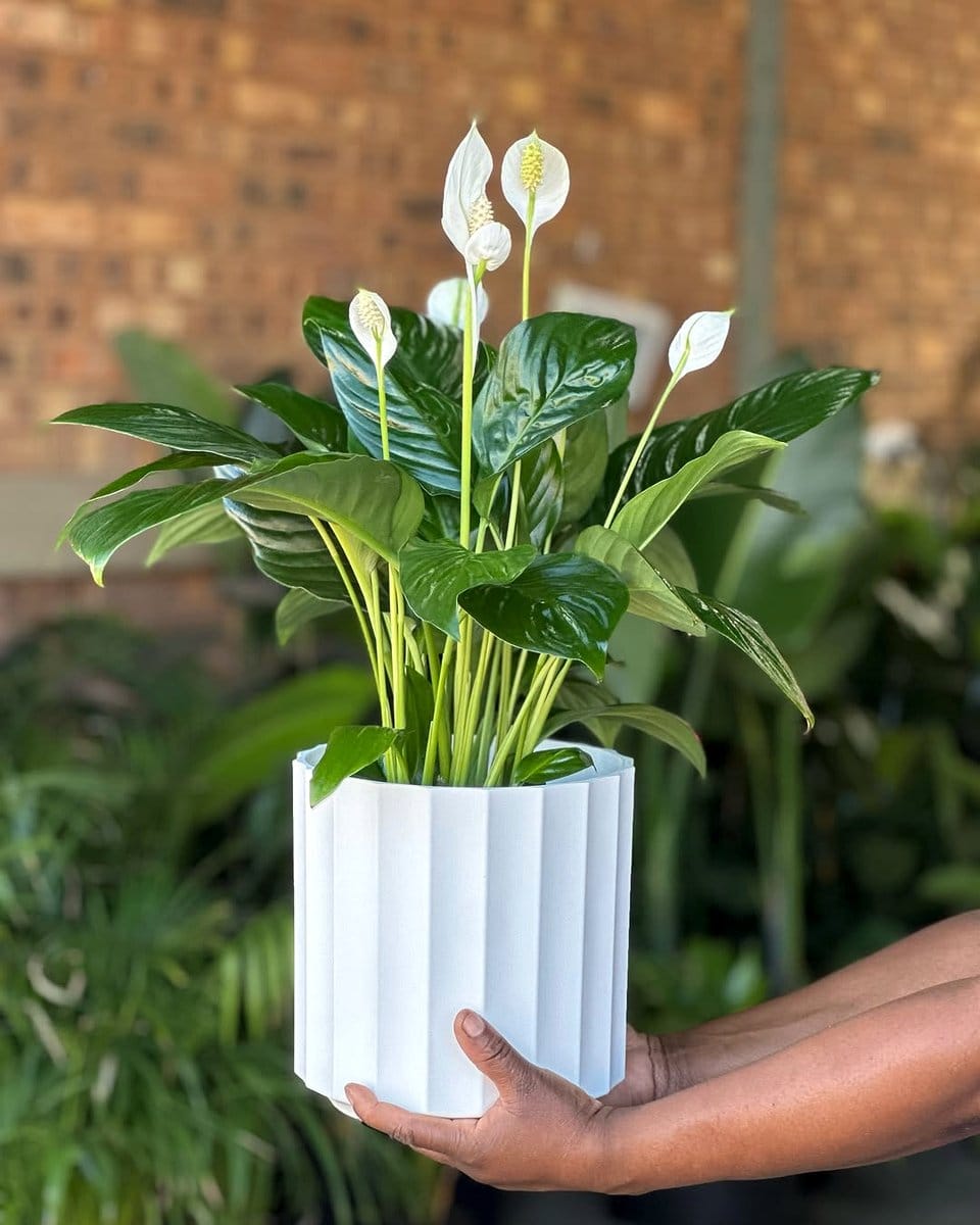 peace lily in stylish pot