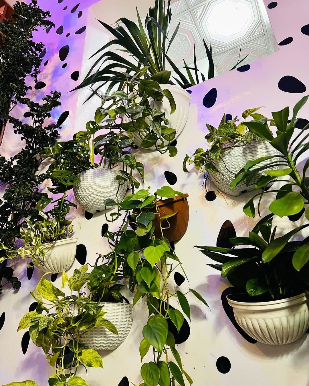 Lush ivy on sleek floating shelf