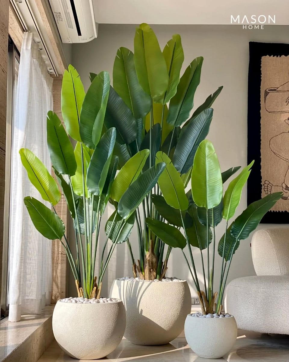 large indoor palm in corner