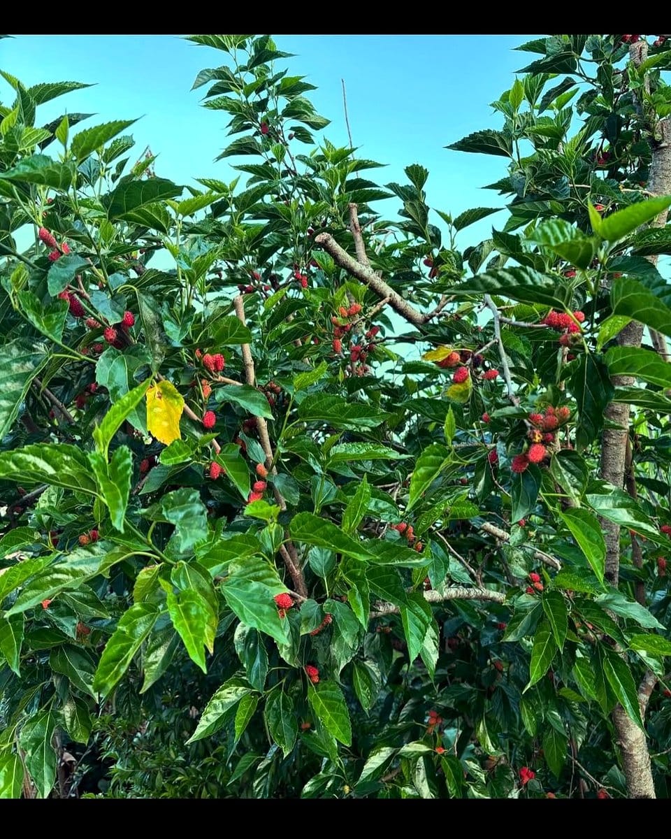 container-grown dwarf mulberry tree