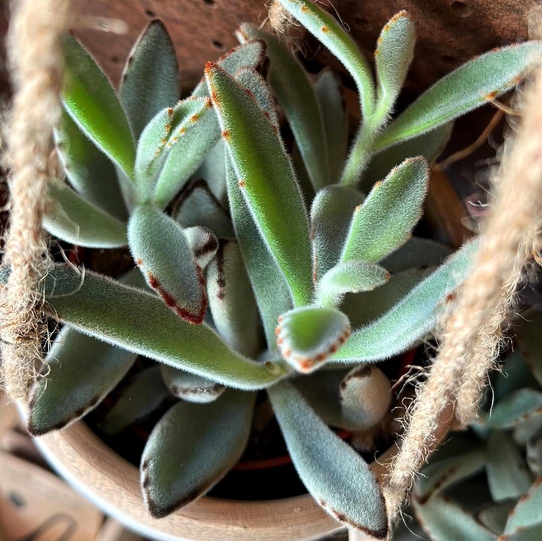 panda plant with fuzzy leaves