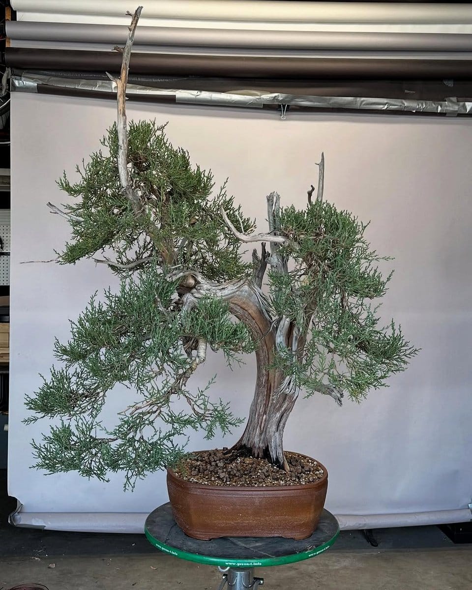 Juniper bonsai in a ceramic pot