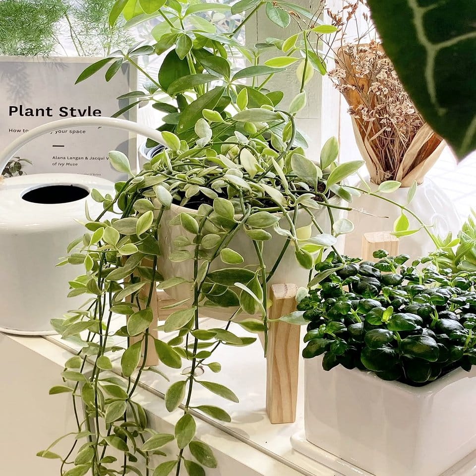 Trailing pothos plant on modern shelf
