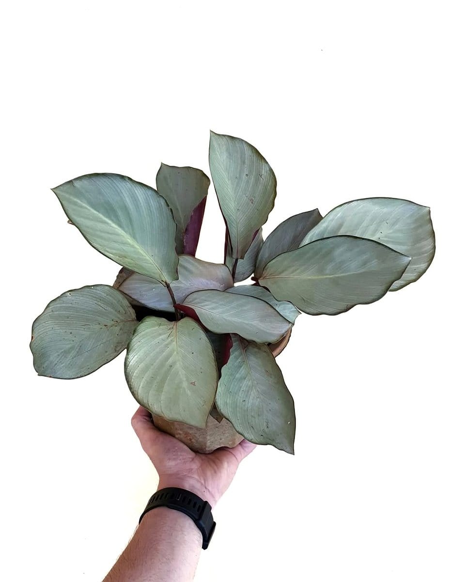 Calathea White Fusion with purple undersides