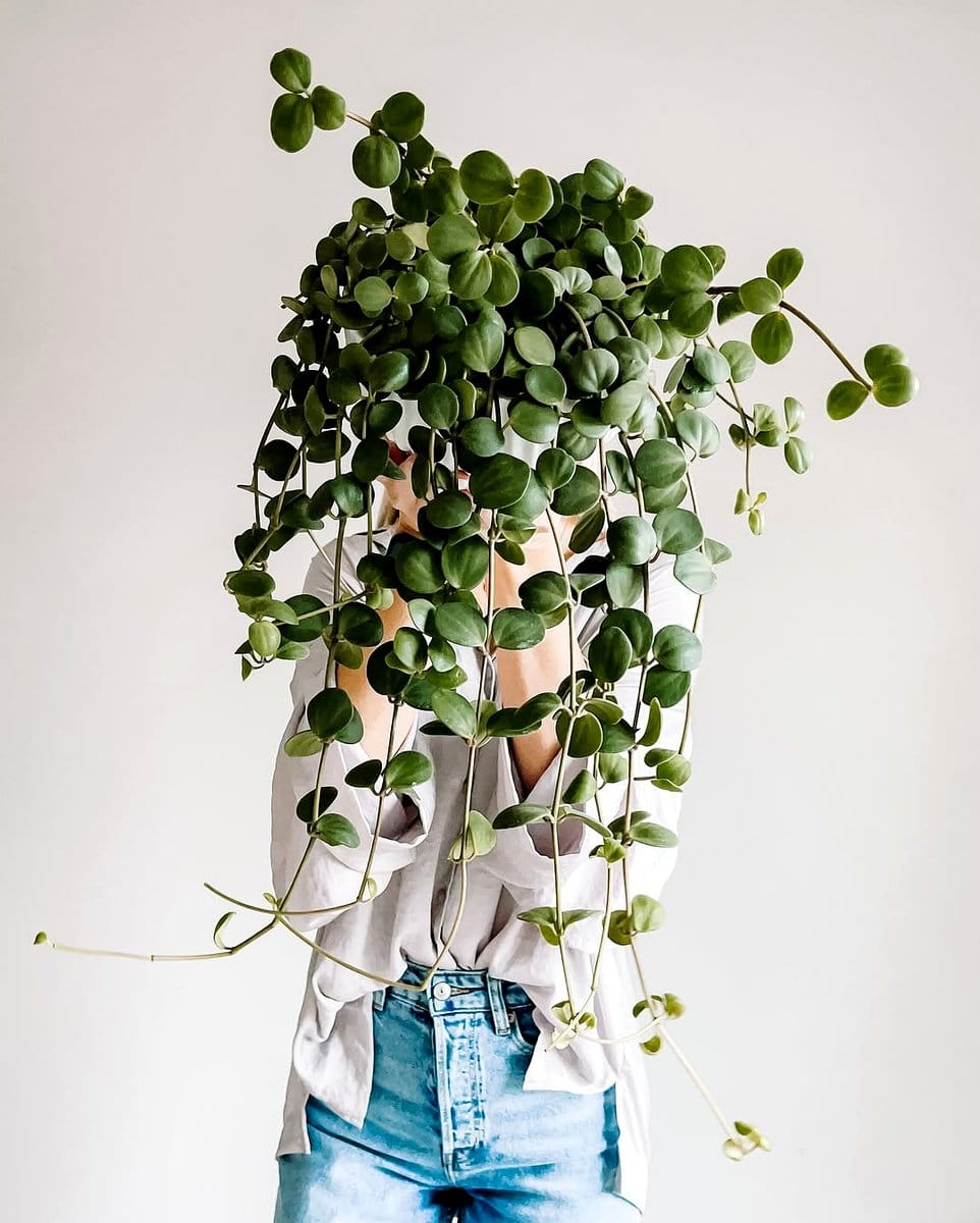 peperomia hope in a decorative pot