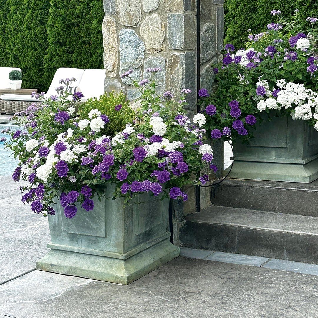 verbena in small container