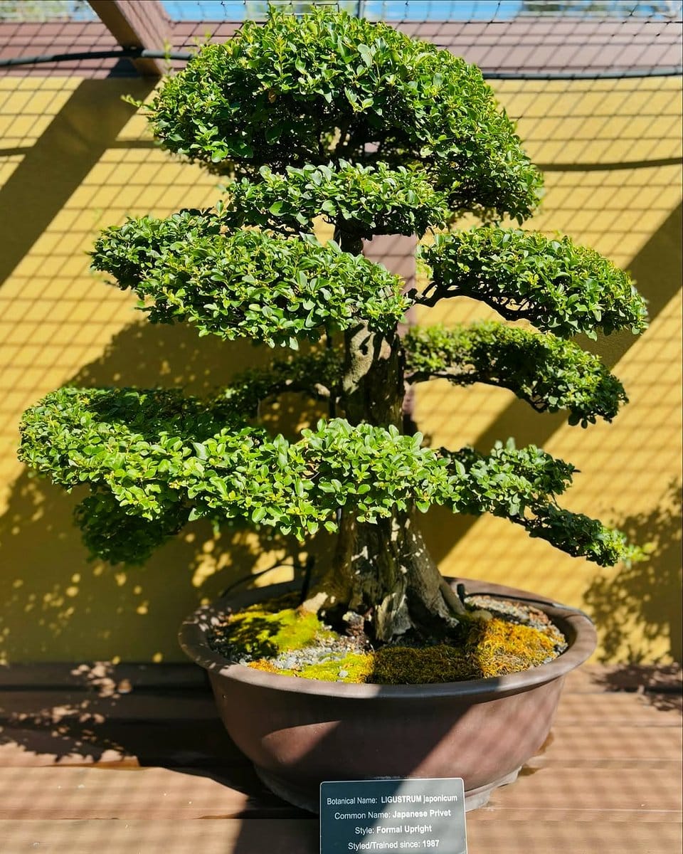intricate bonsai tree in pot