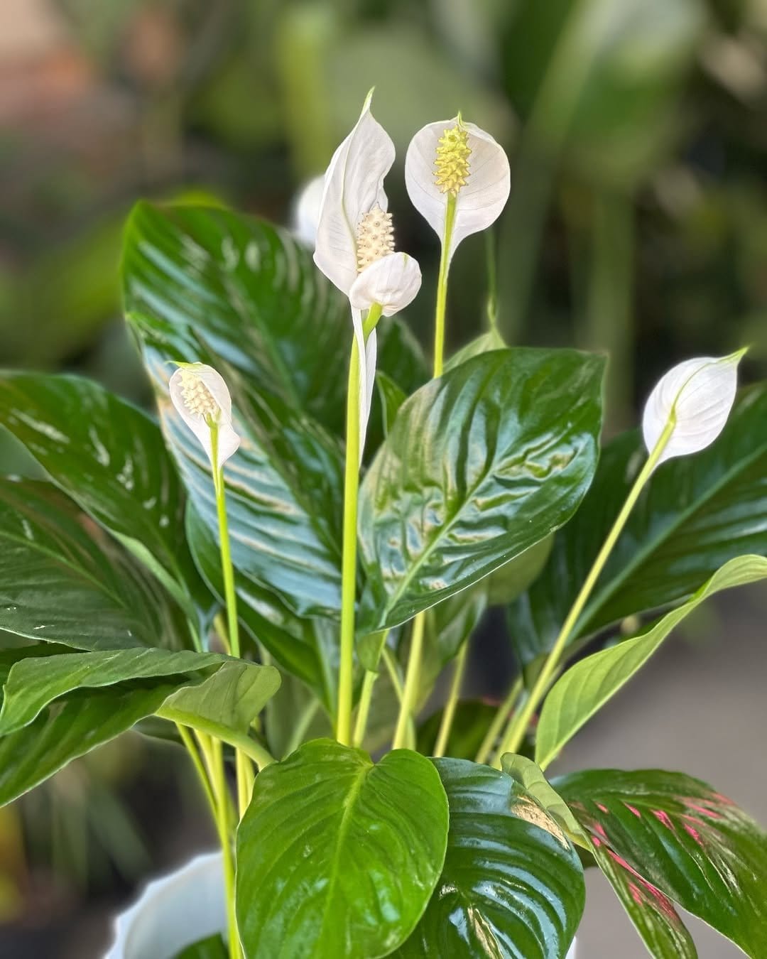 Minimalist peace lily in woven basket