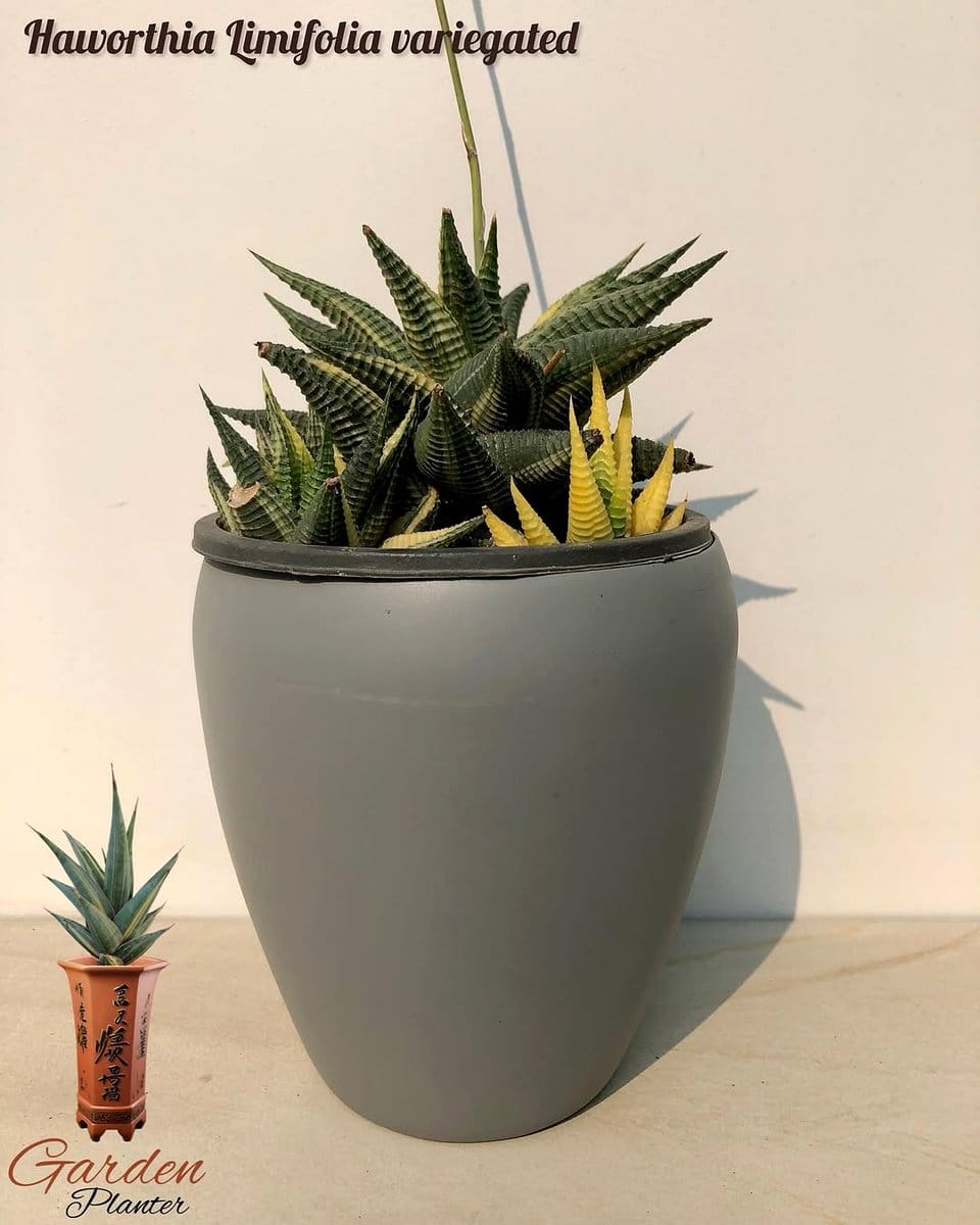 sansevieria and haworthia in minimalist planters