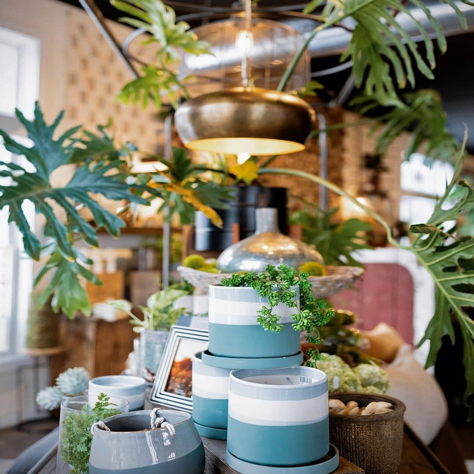 Tiered shelf with various leafy plants