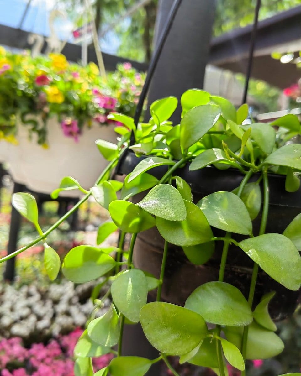 wooden ladder with cascading green ivy