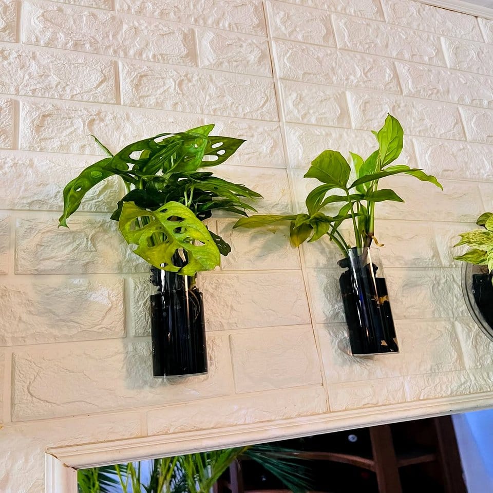 Cascading lush ivy on shiplap wall