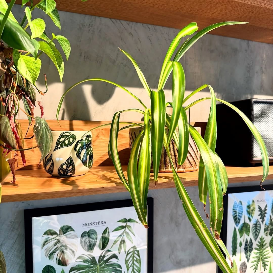 spider plant with pups on modern windowsill