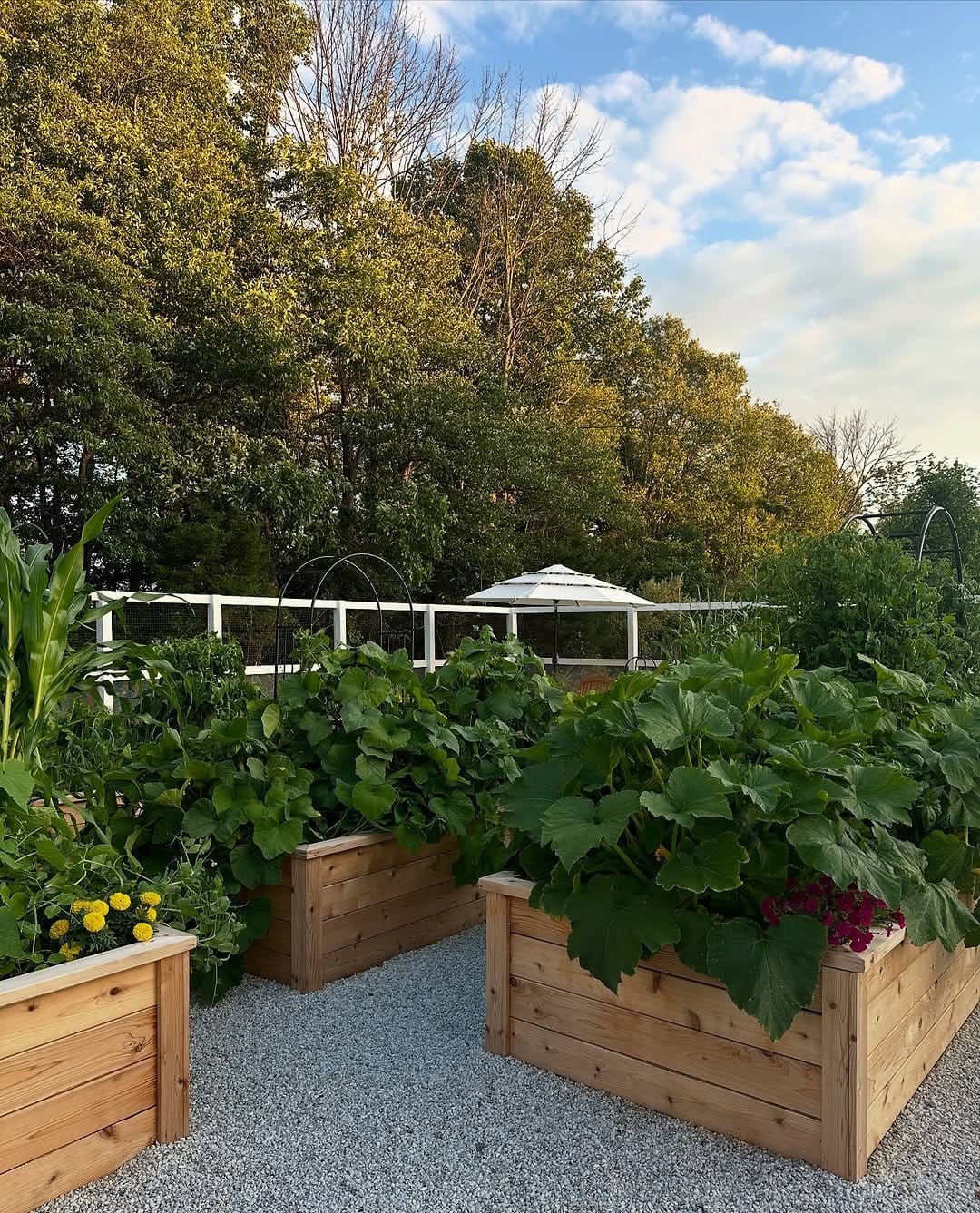 Vibrant cherry tomatoes on small trellis