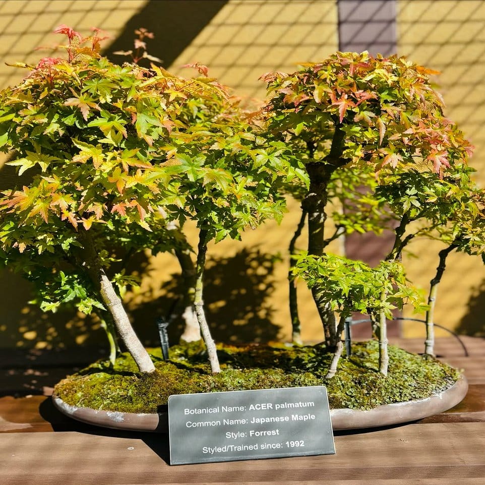 Miniature zen garden with bonsai