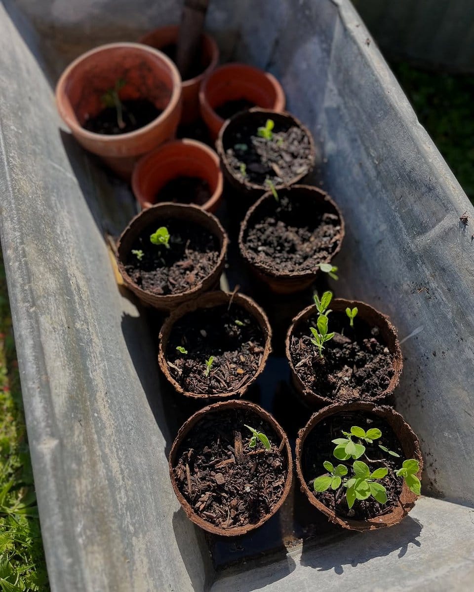 seed starting mix in small pots