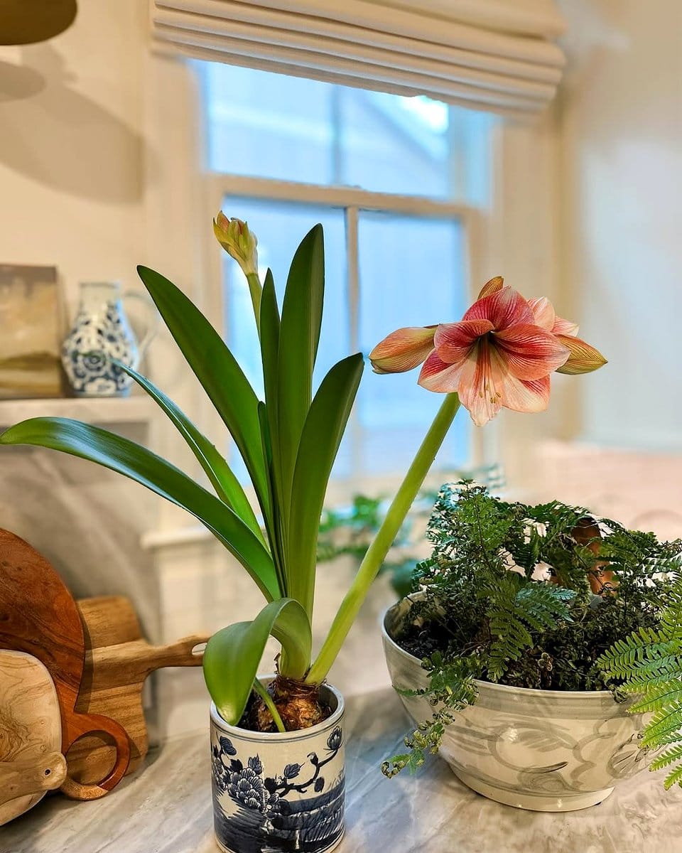 heirloom pot on sunny window sill