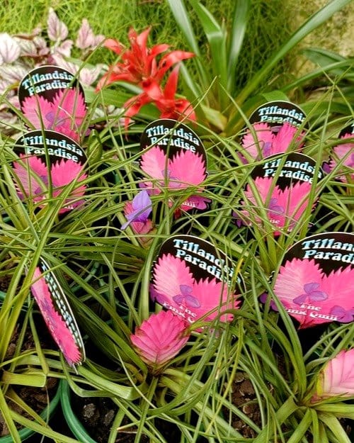 fairy garden with miniature Tillandsia
