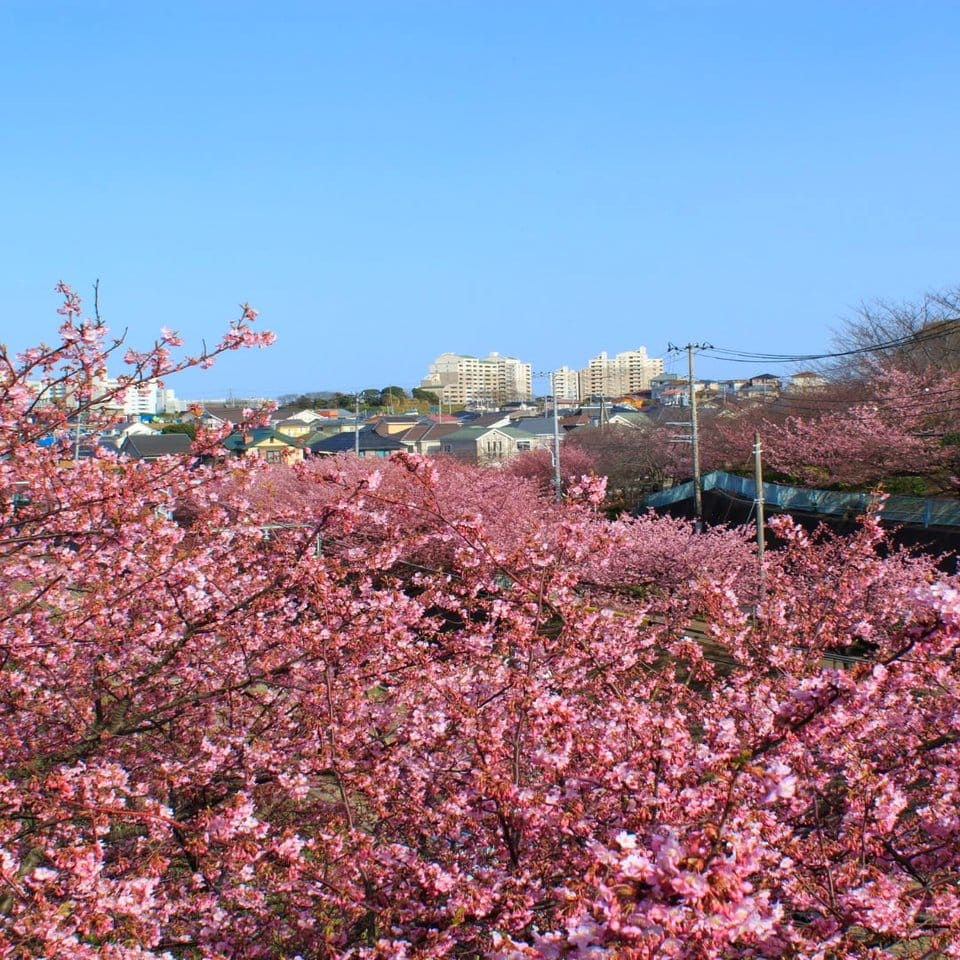 Hanging cherry blossom petal mobile