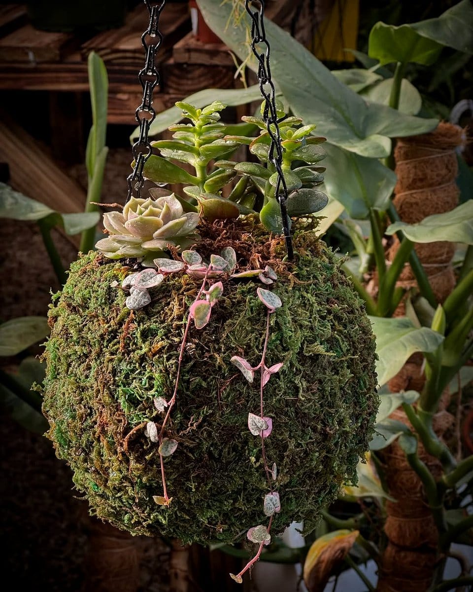 kokedama with various succulents
