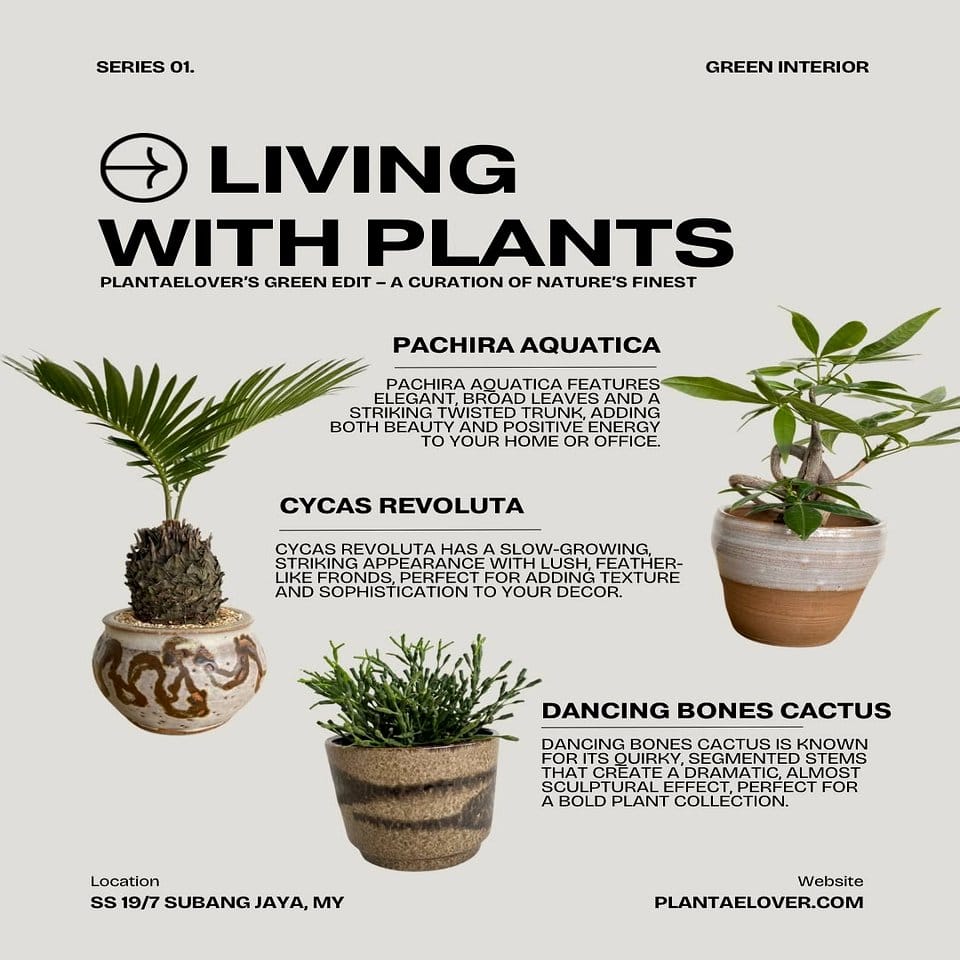 Posters with plant and tattoo designs