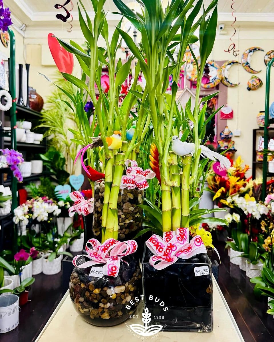 lucky bamboo arrangement on a reception desk