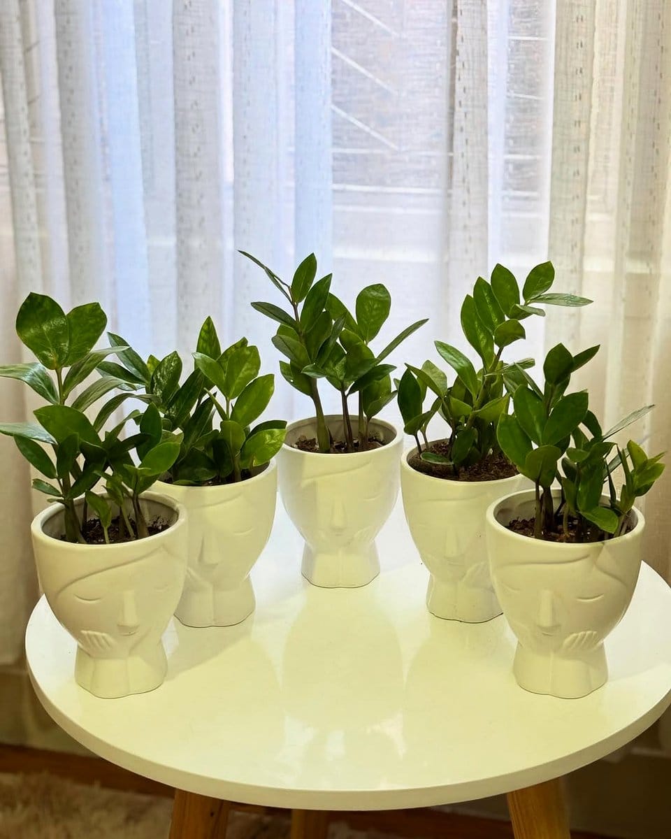 zz plant on office desk