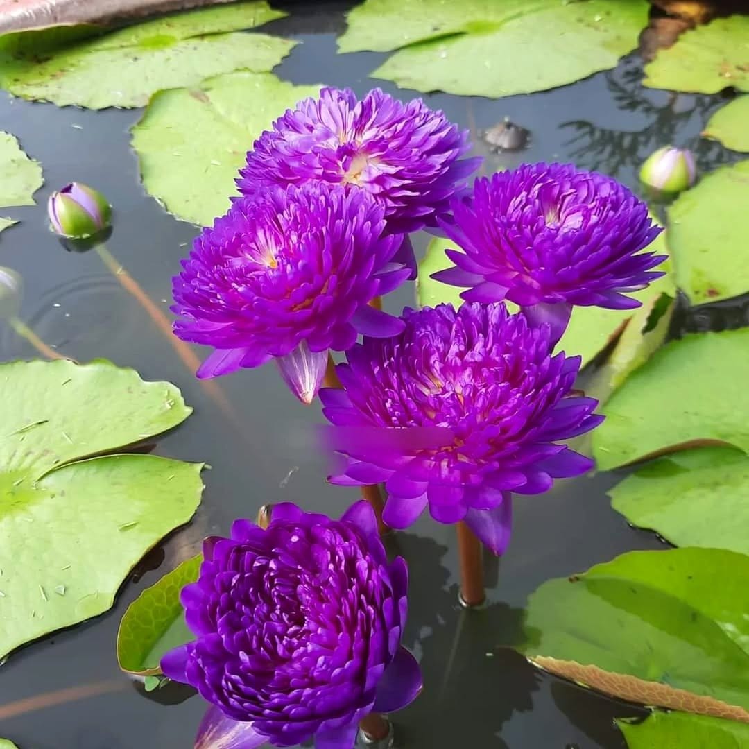 Captivating water lily mobile hanging from ceiling
