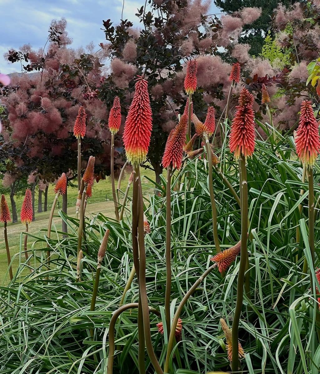 red hot poker plant in bloom