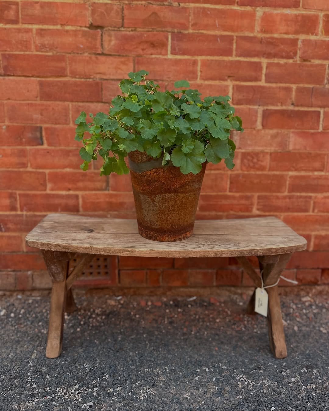 Rustic herbs drying on wooden rack