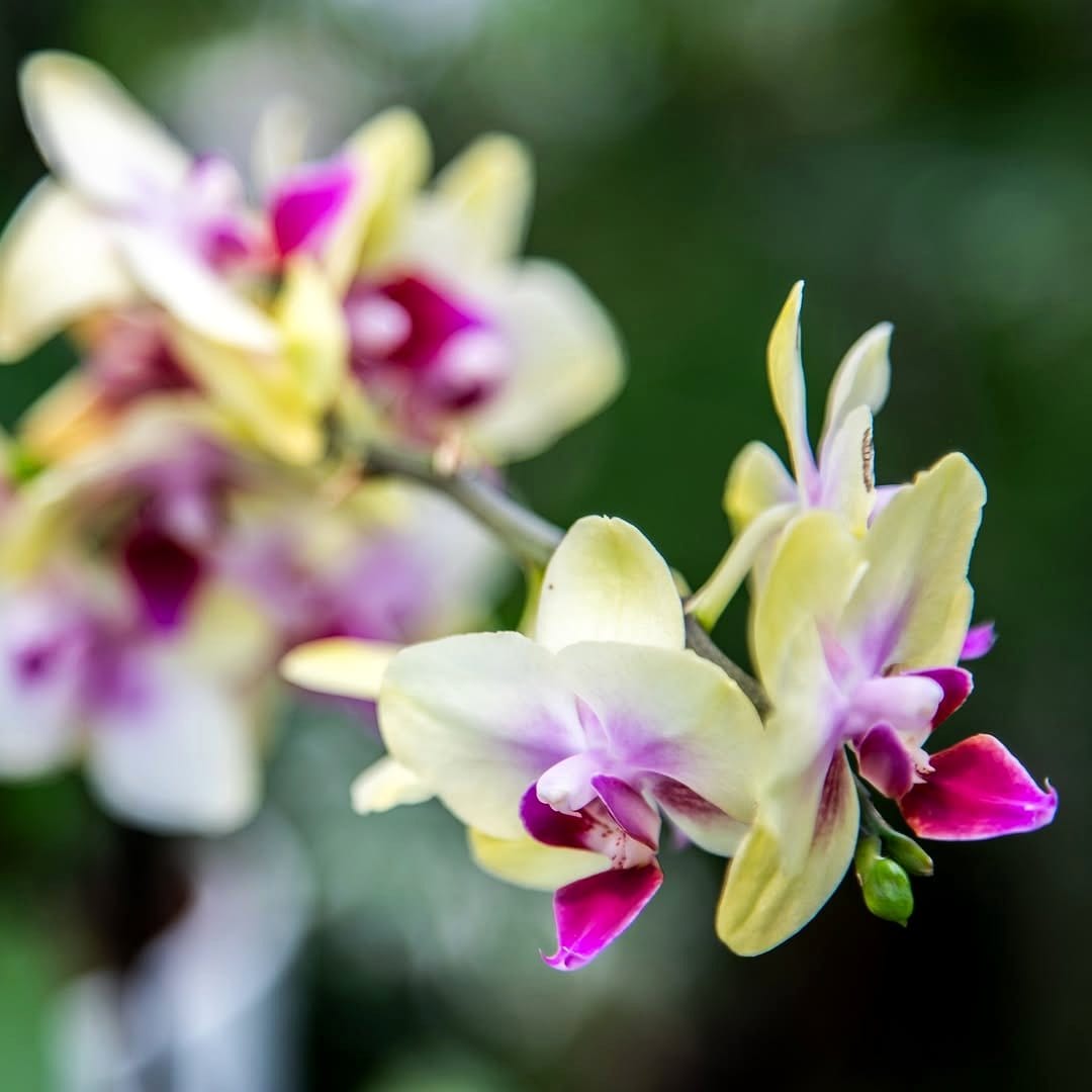 vibrant orchid collection in greenhouse