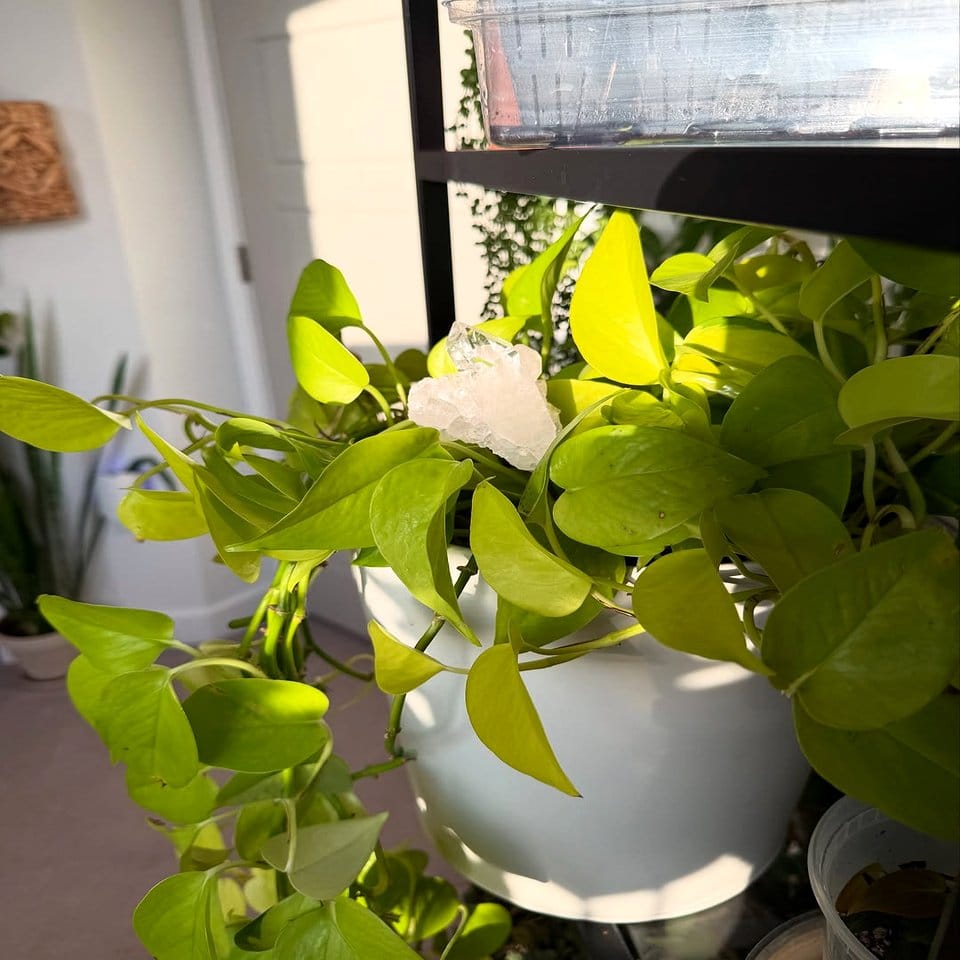 Holographic plant ceiling installation