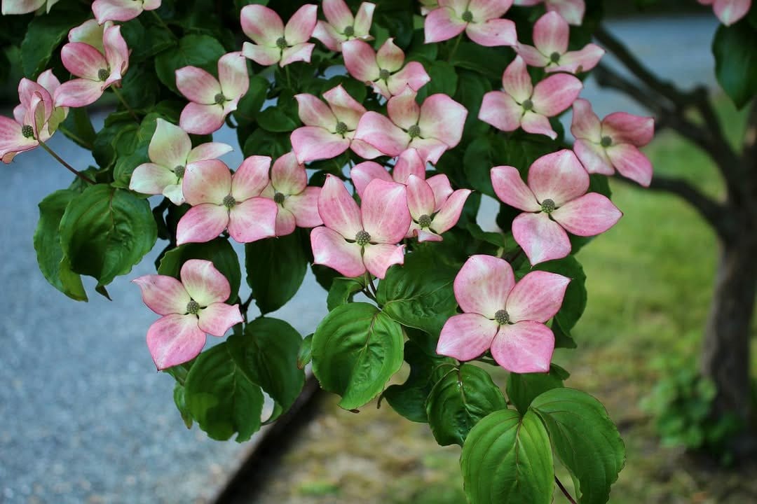 dogwood tree with pink leaves