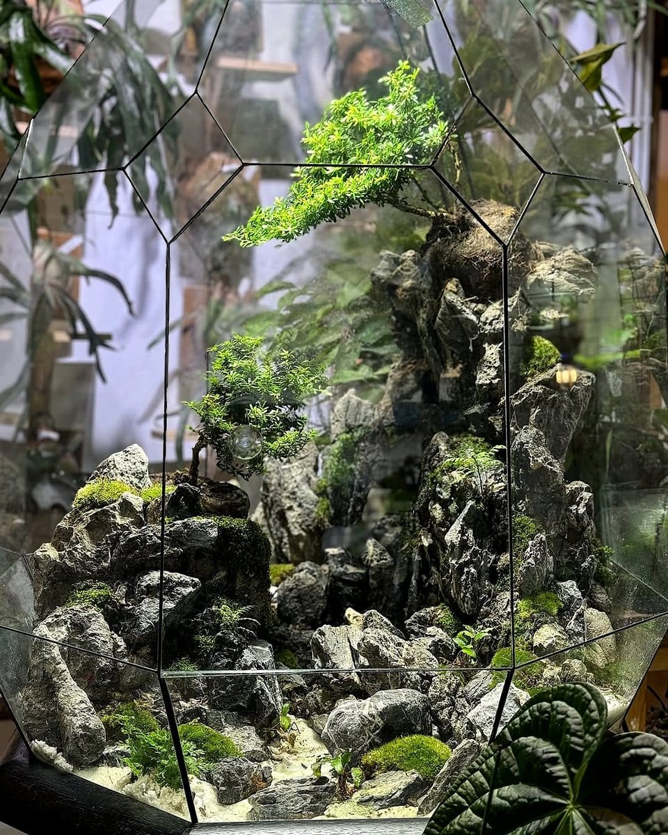 Driftwood terrarium with lichen and moss
