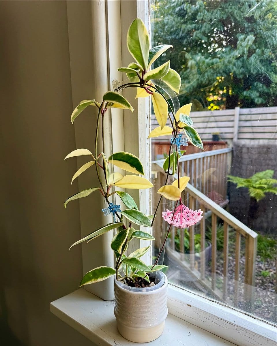 hoya krimson queen on mantel