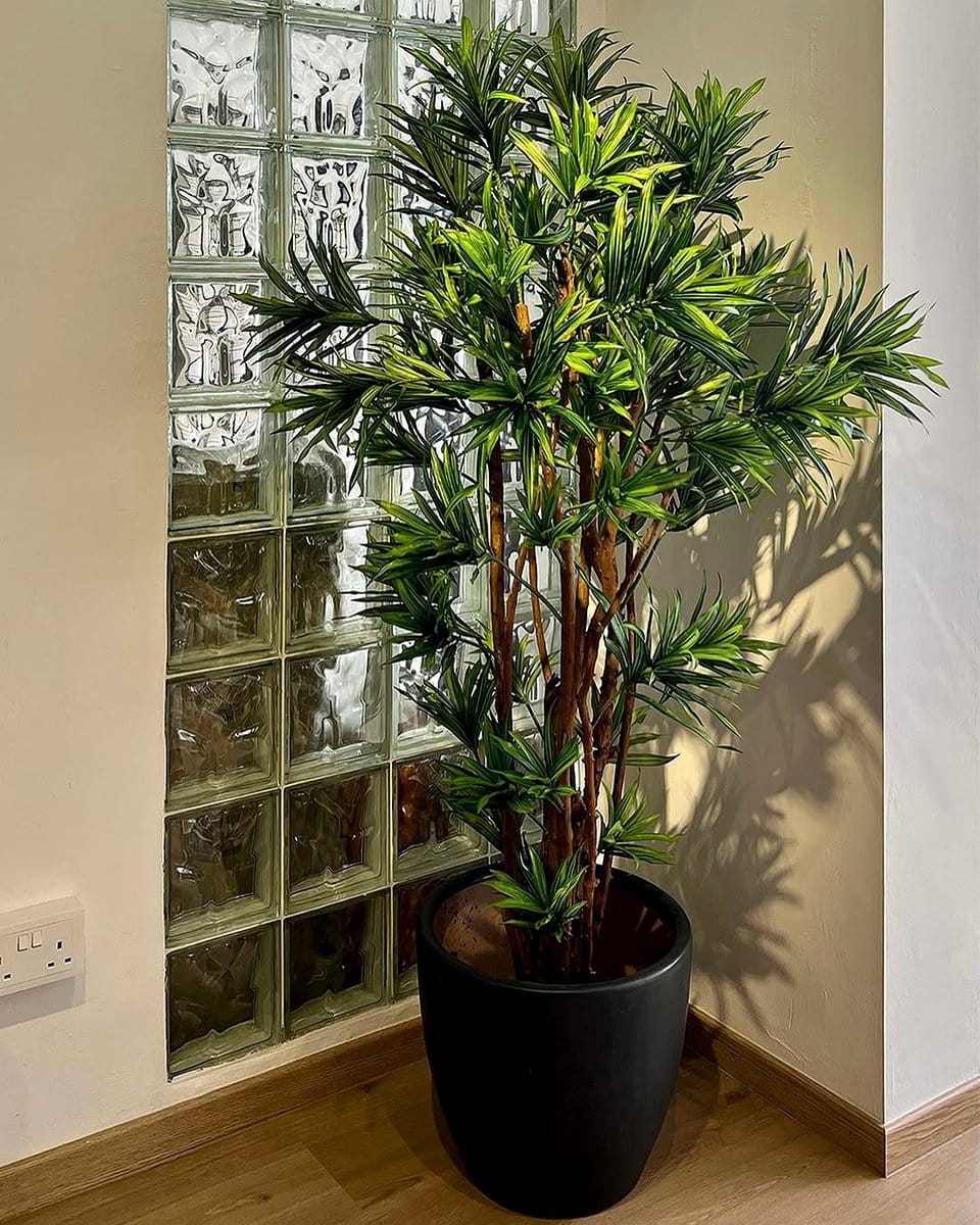 dracaena plants in corner display