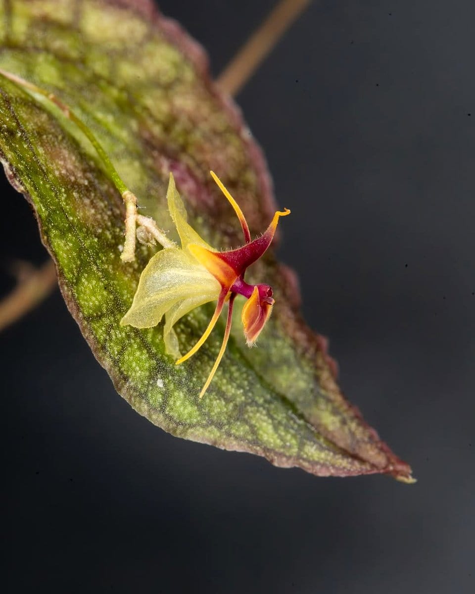 tiny red Lepanthes Telipogoniflora flower