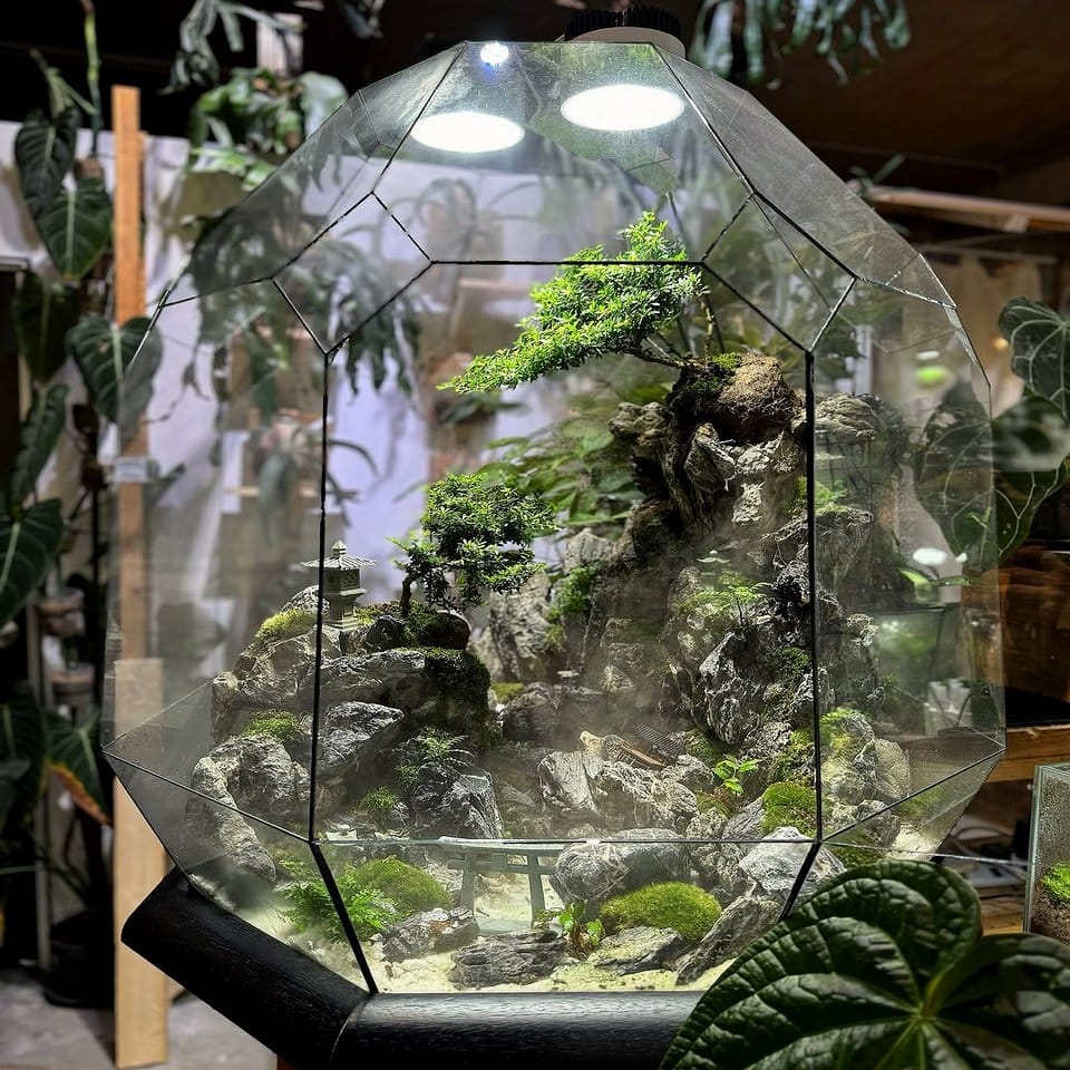 Modern geometric terrarium with desert plants