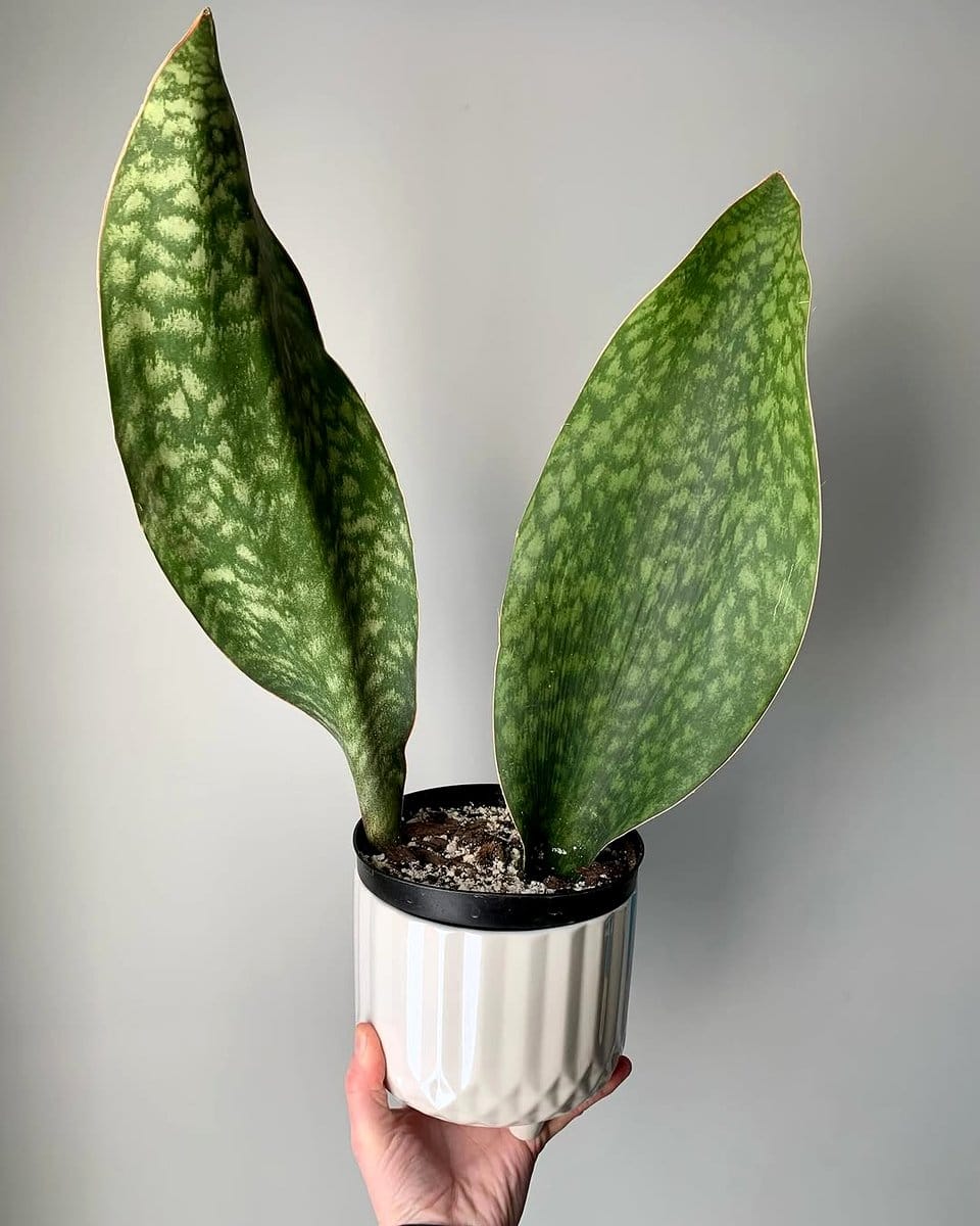 snake plant in living room
